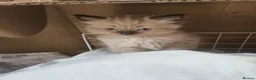 Ragdoll cats for sale: Litter of healthy chunky Ragdolls - Advert 4