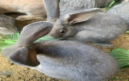 Continental Giant rabbits for sale: Giant continental rabbits - Image 3