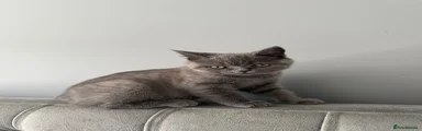 British Shorthair 2