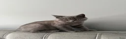 British Shorthair cats for sale: British Shorthair Tabby  in Heywood - Advert 3