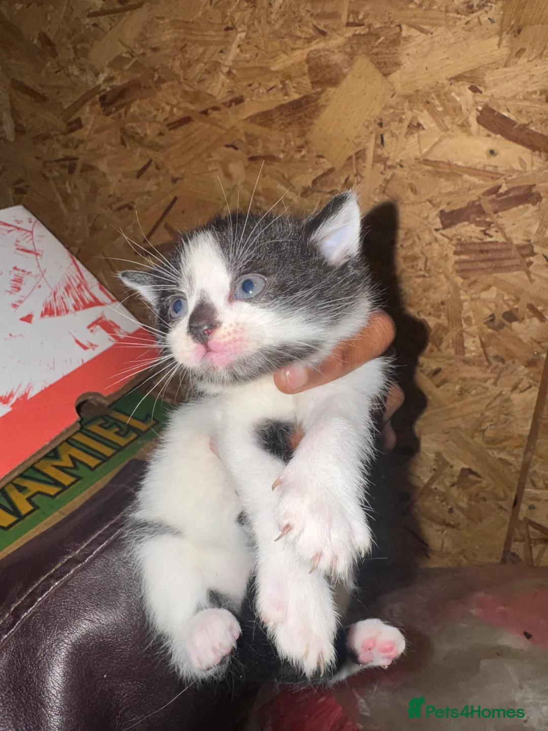 Domestic Shorthair cats for sale: Beautiful Black and White Kittens. in Guildford - Advert 13