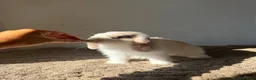 Mini Lop rabbits for sale: Mini lop boy  - Advert 2