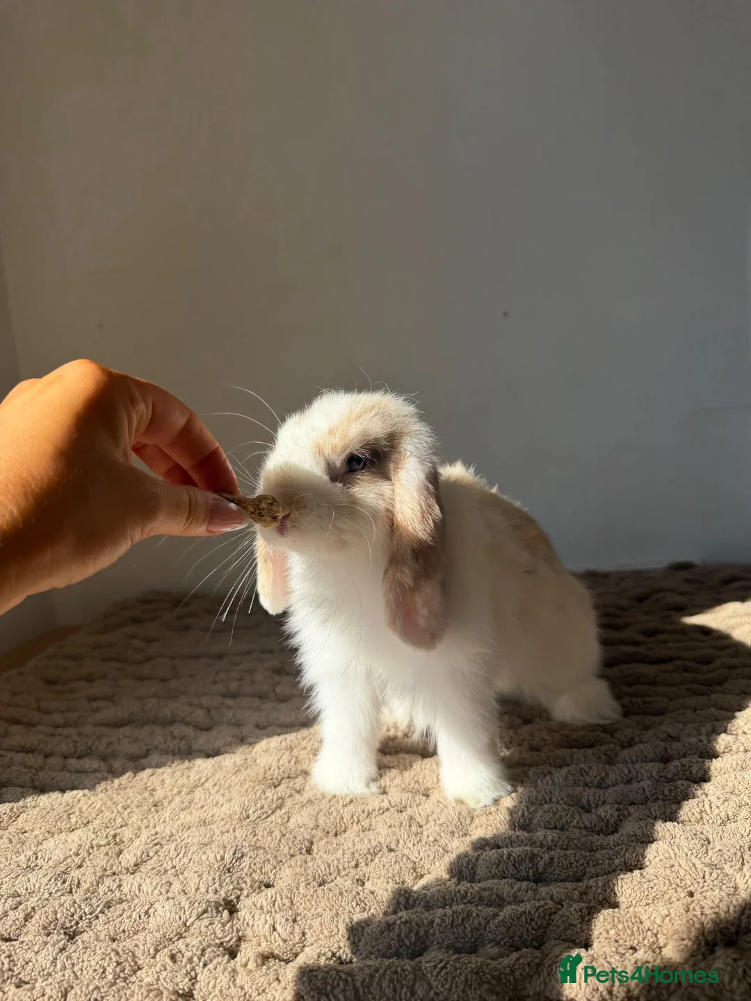 Mini Lop rabbits for sale: Mini lop boy  - Advert 2