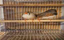 Finches birds for sale: Greenfinch, Bengalese Finches & Zebra Finches - Image 8
