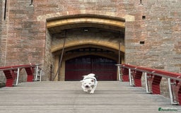 Akita dogs for stud: American akitta all white looking to stud  - Image 3