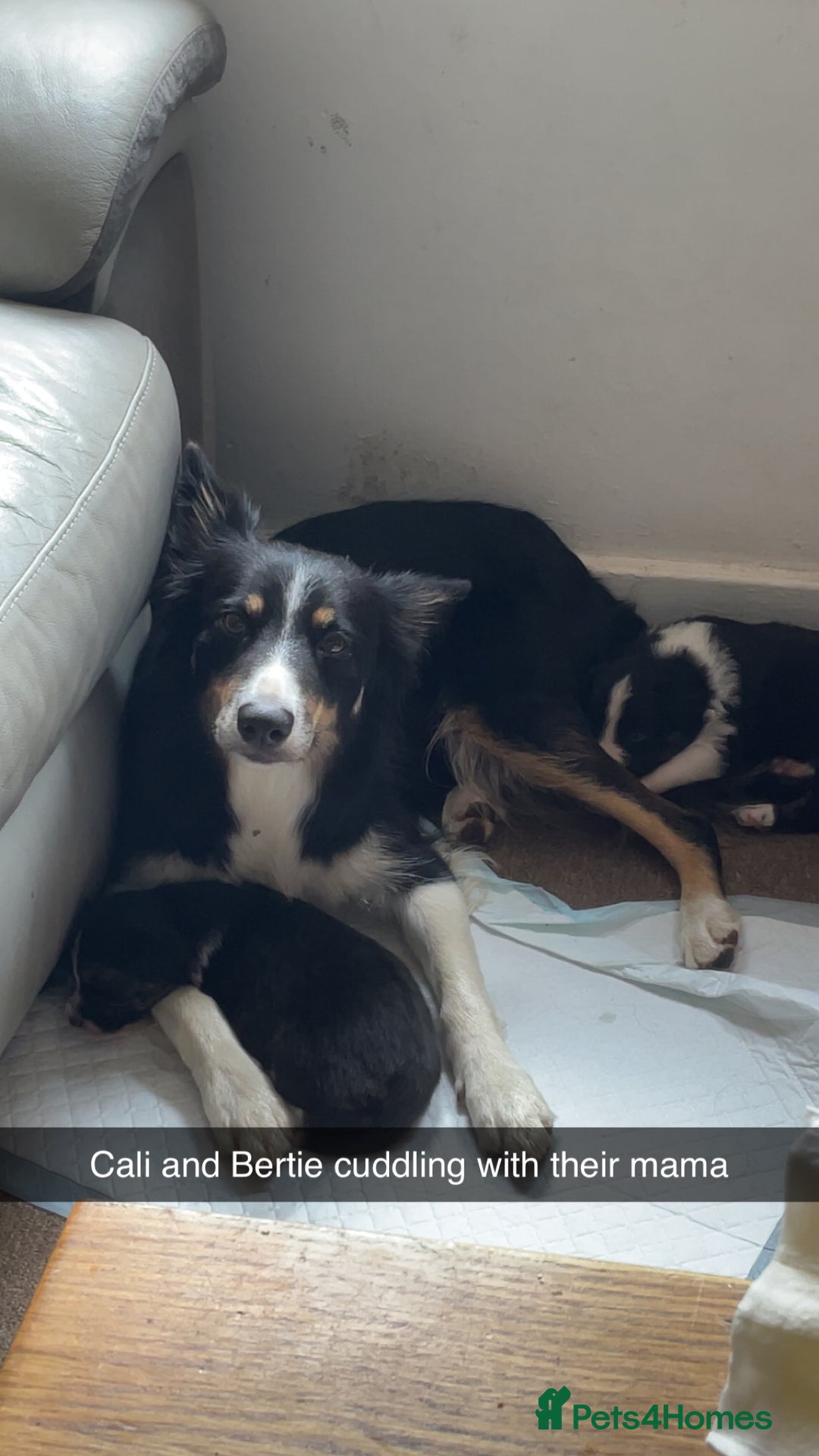 Border Collie dogs for sale: Border collie pups - Image 13