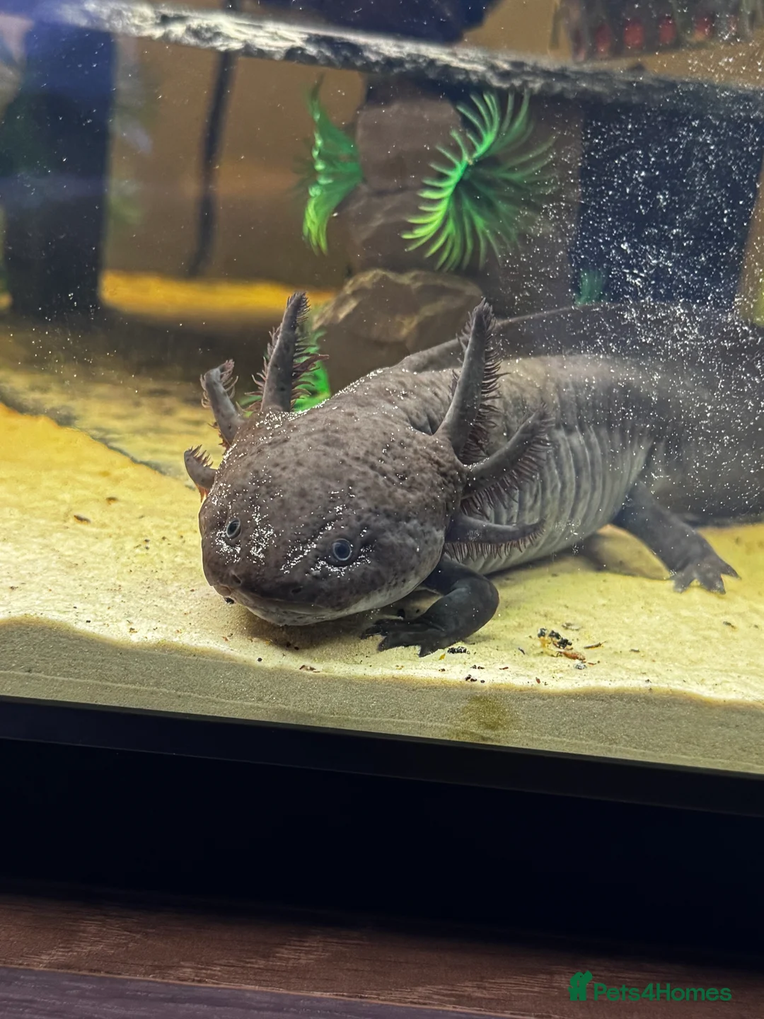 Axolotl reptiles for sale: Female black melanoid Axoltl and tank for sale  - Advert 2
