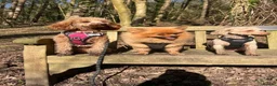 Toy Poodle dogs for sale: Lola - toy poodle, 2 years 9 months for rehoming  in Cardiff - Advert 7