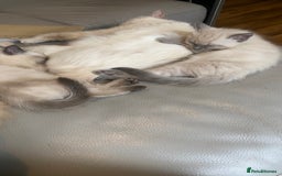 Ragdoll cats for sale: Half rag doll for sell  - Image 4