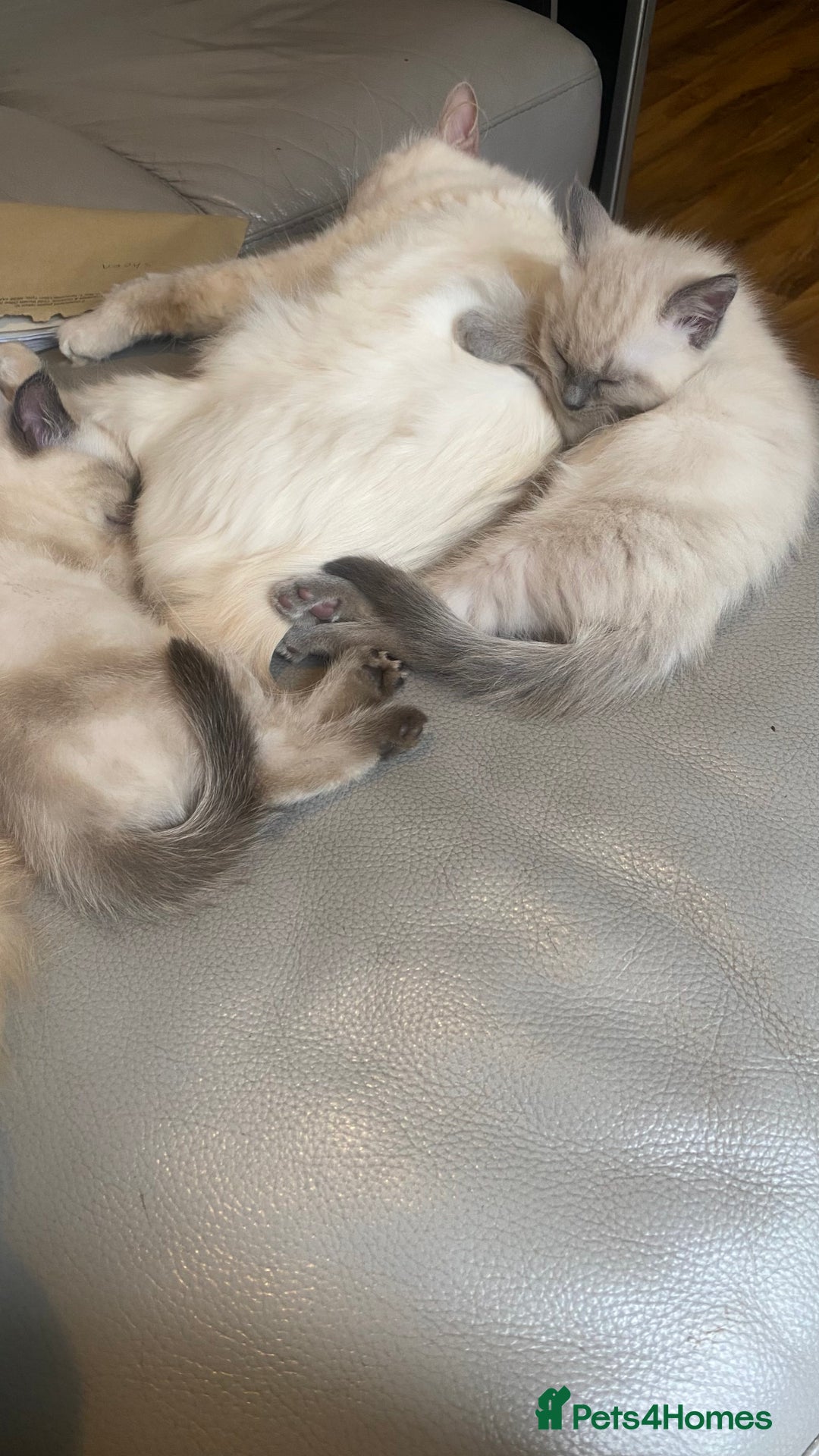 Ragdoll cats for sale: Half rag doll for sell  - Image 4