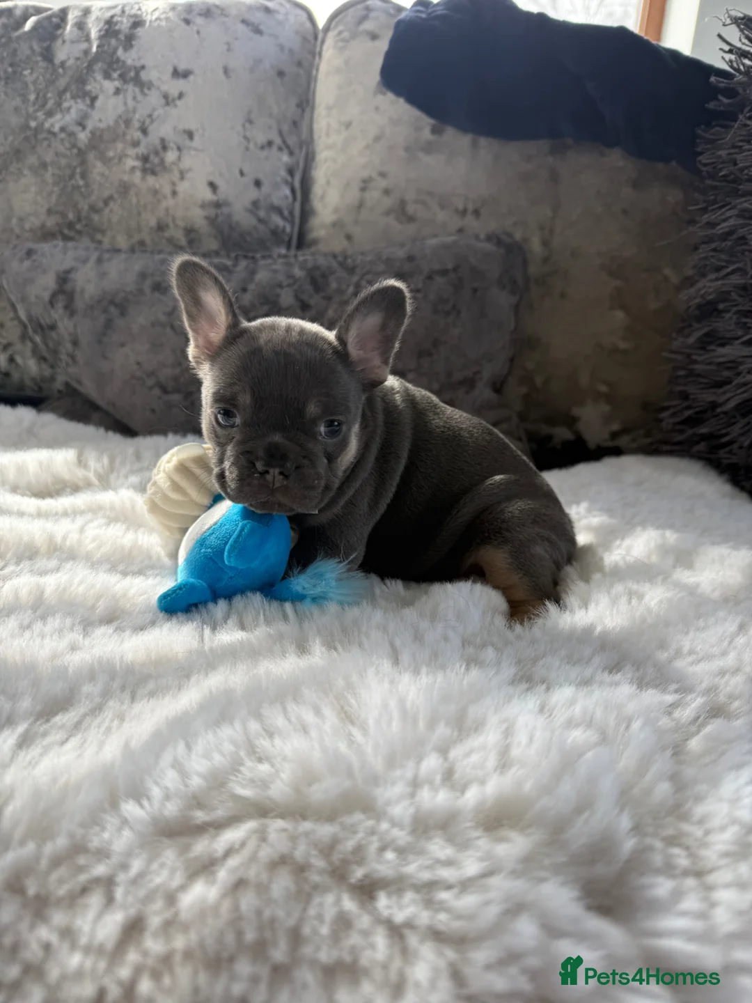 French Bulldog dogs for sale: Last two French bulldog puppies  - Advert 2