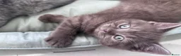 Scottish Fold cats for sale: British shorthair and Scottish straight mix  - Advert 22