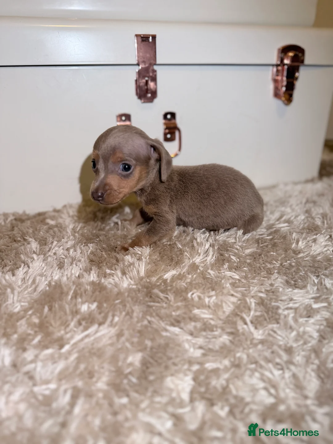 Miniature Dachshund dogs for sale: Miniature Dachshund  - Advert 5