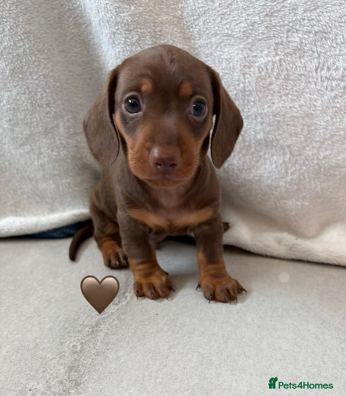Miniature Dachshund dogs 2 Miniature Dachshund Puppies Left *Ready Now!* - Advert 3