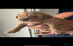 Golden Retriever dogs for sale: KC reg fox Red golden retrievers  - Image 7