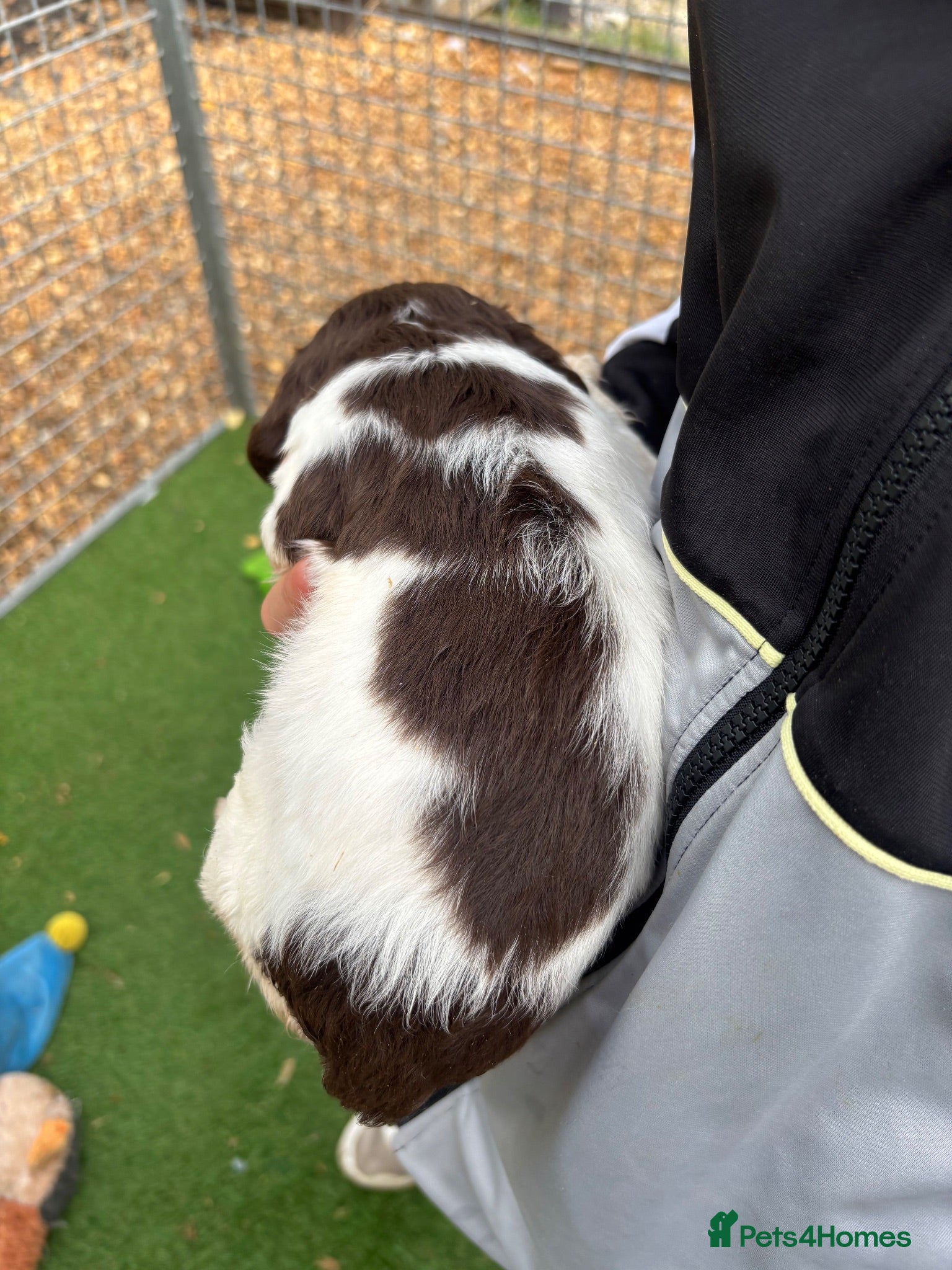 English Springer Spaniel dogs KC Springer Spaniel Puppies  - Advert 2