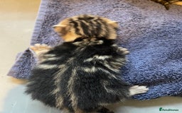 Bengal cats for sale: 9 BENGAL RAGDOLL X KITTENS - Image 26