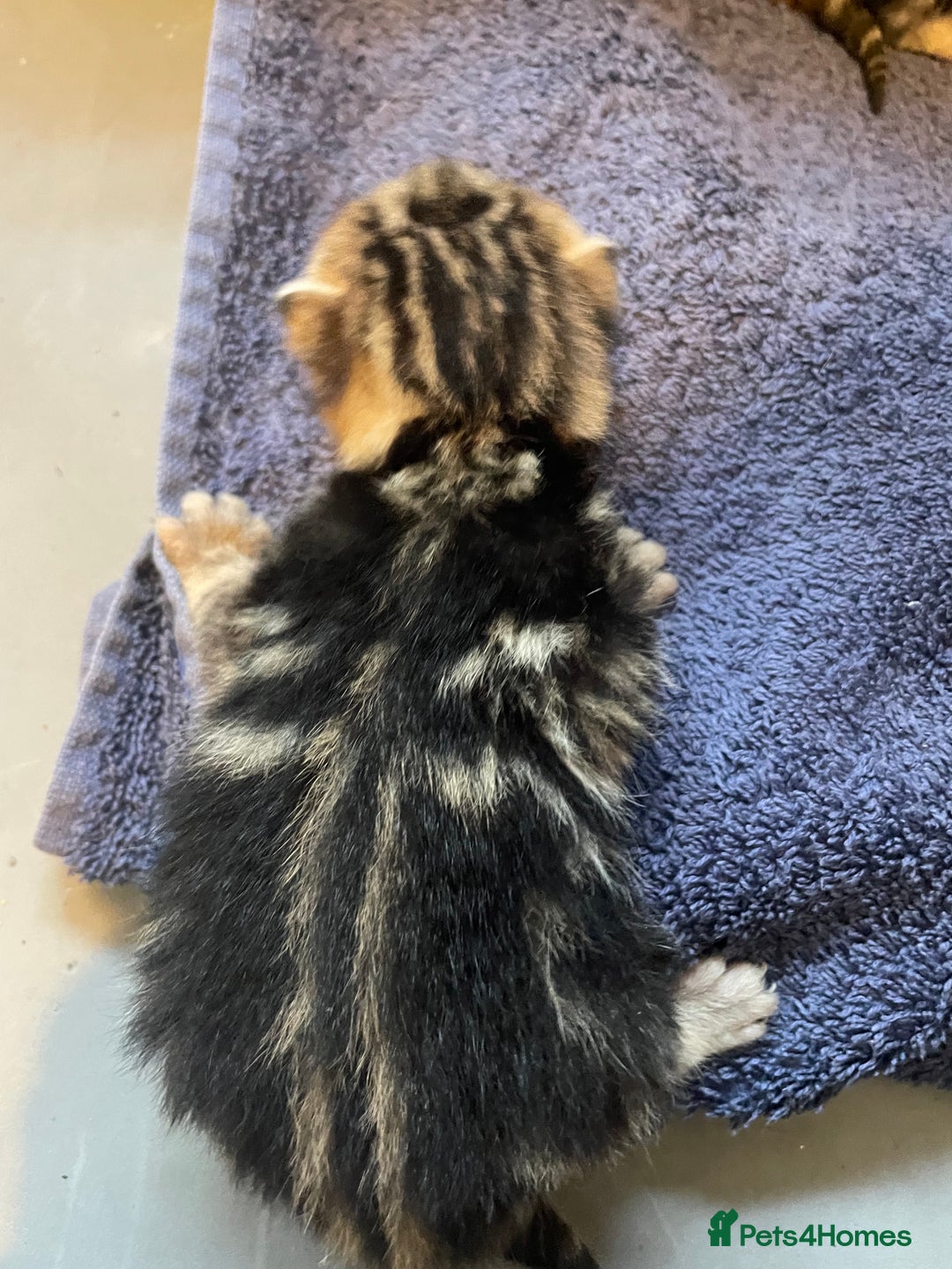 Bengal cats for sale: 9 BENGAL RAGDOLL X KITTENS - Image 26