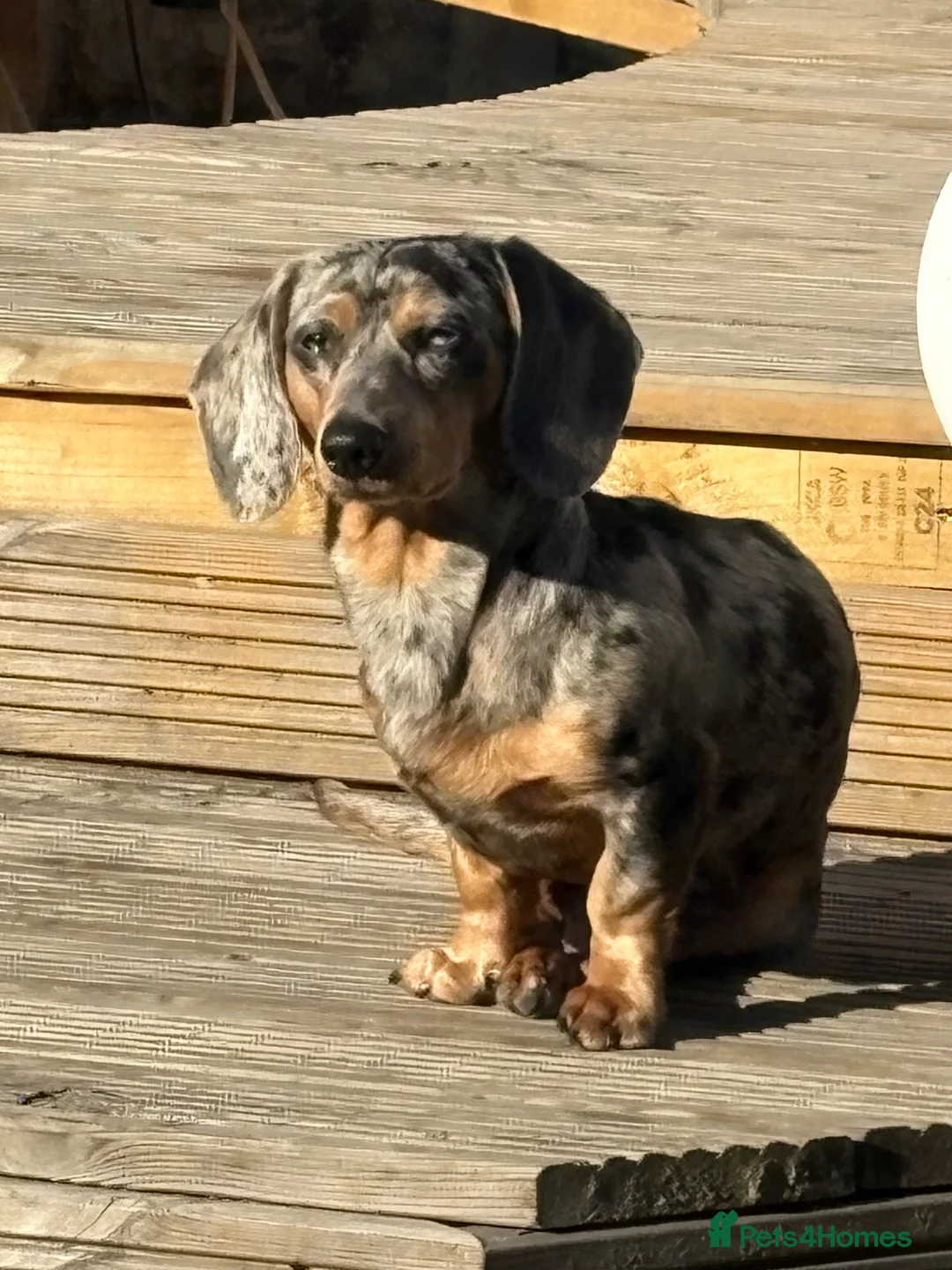 Dachshund dogs for sale: Male dachshund  in Wednesbury - Advert 3