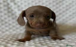 Miniature Dachshund dogs for sale: KC Miniature Isabella Dachshunds PRA Clear - Image 2