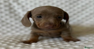 Miniature Dachshund dogs - Advert 10