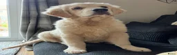 Golden Retriever dogs for sale: Male golden retriever - Advert 8