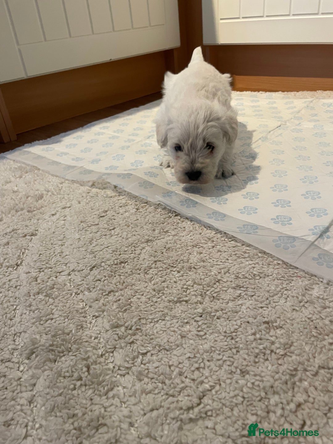 Mixed Breed dogs for sale: westypoos  - Advert 5