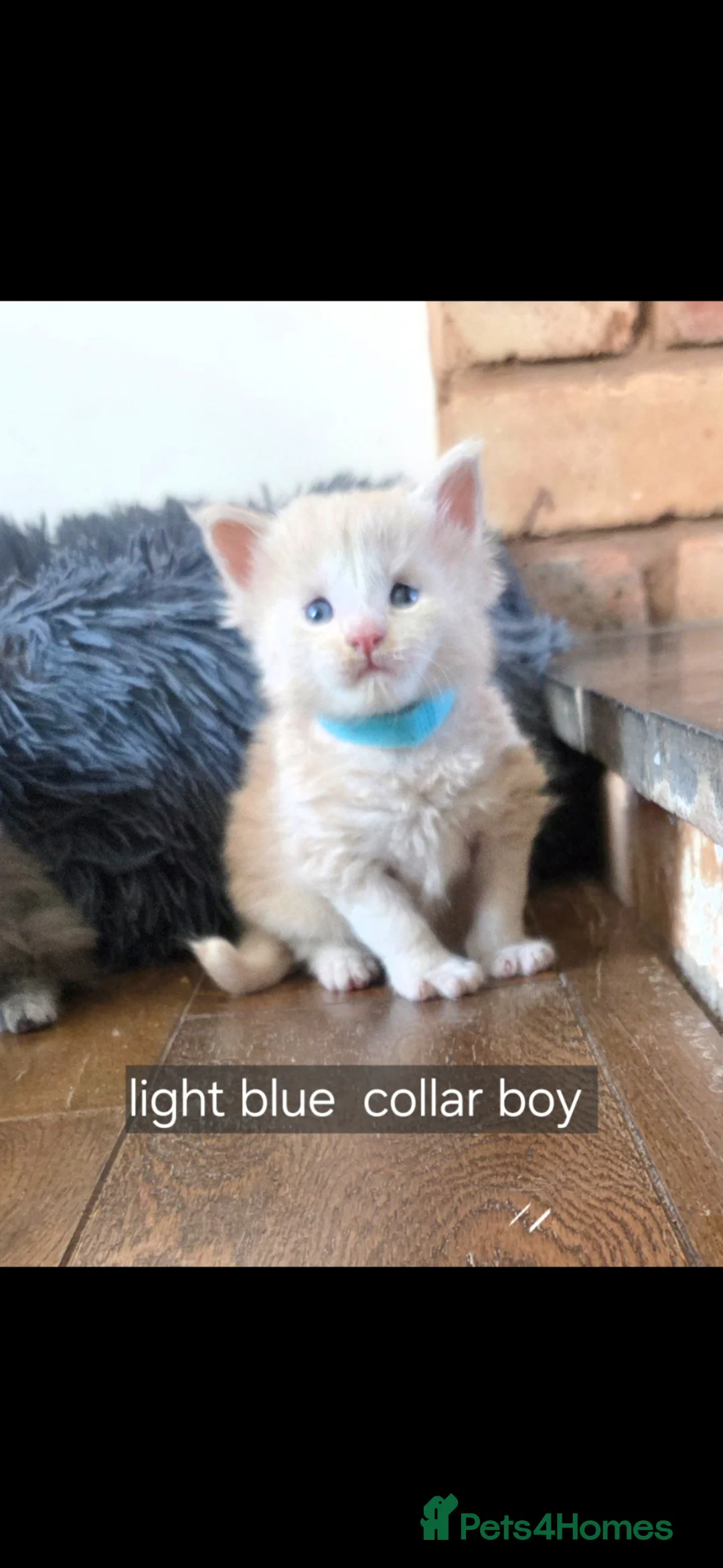 Maine Coon cats for sale: Maine coon pedigree kittens  - Advert 2