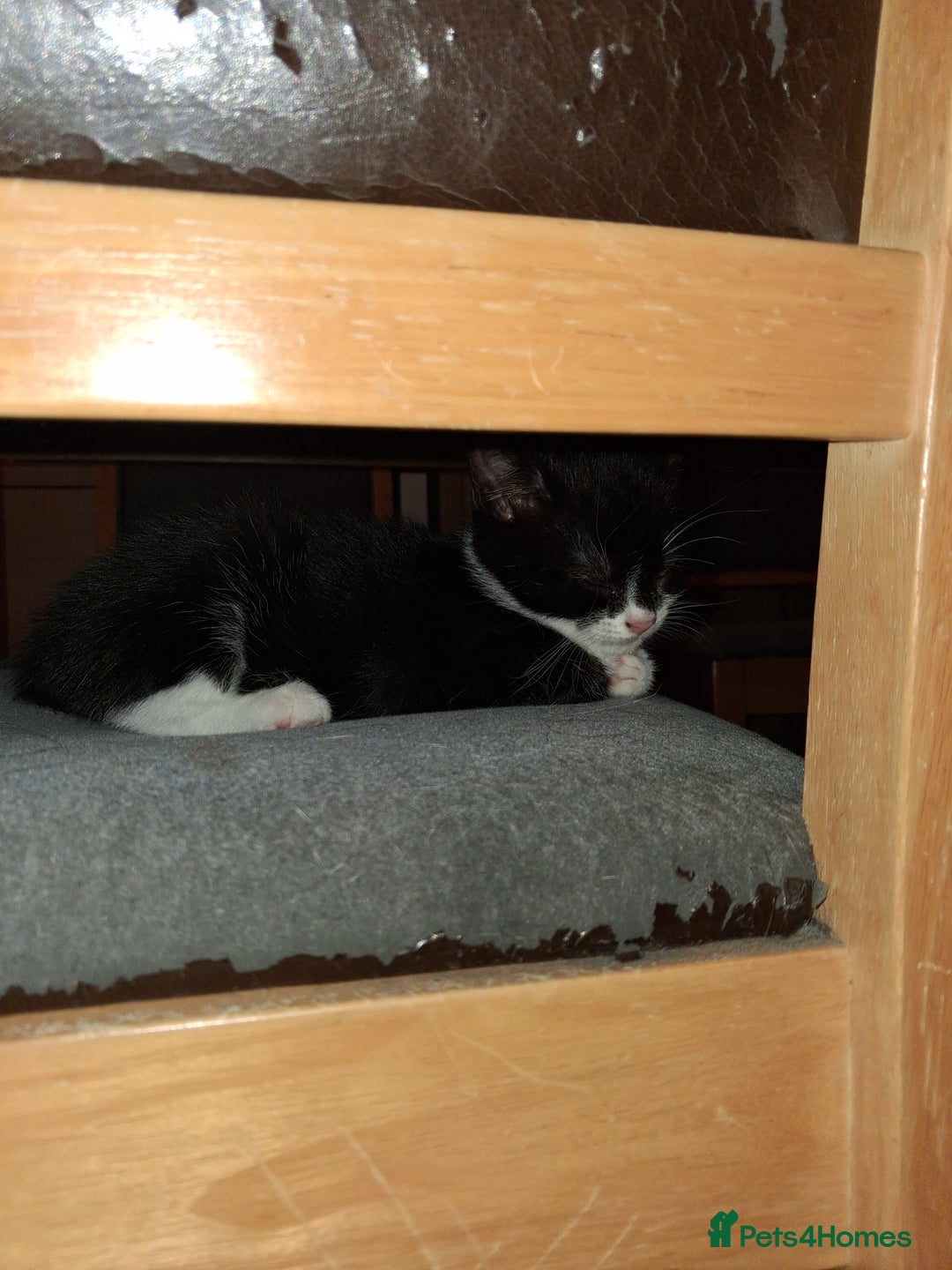 Domestic Shorthair cats for sale: 2 Eight week old Kittens for sale 1Male/1Female - Image 9