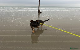 German Shepherd dogs for sale: Female German Shepherd - working line - Advert 7