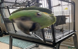 Parrots birds for sale: Yellow fronted Amazon. Urgent sale. Owner in care - Image 5