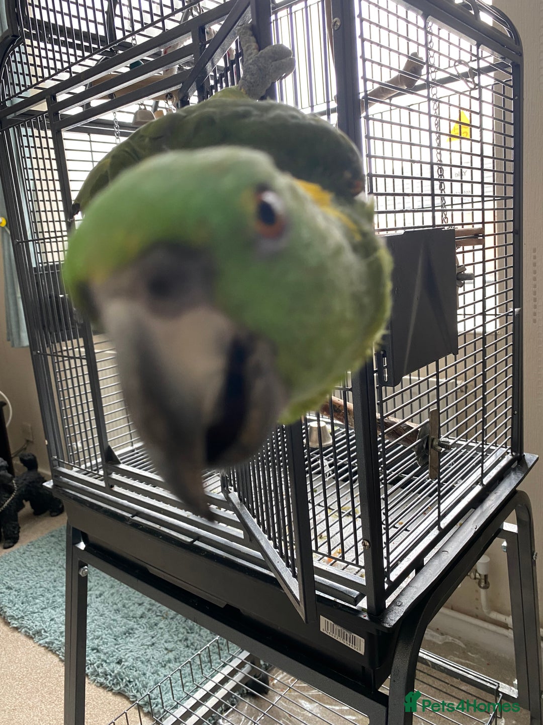 Parrots birds for sale: Yellow fronted Amazon. Urgent sale. Owner in care - Image 5