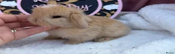 Mini Lop rabbits for sale: stunning pedigree mini lop baby - Advert 2