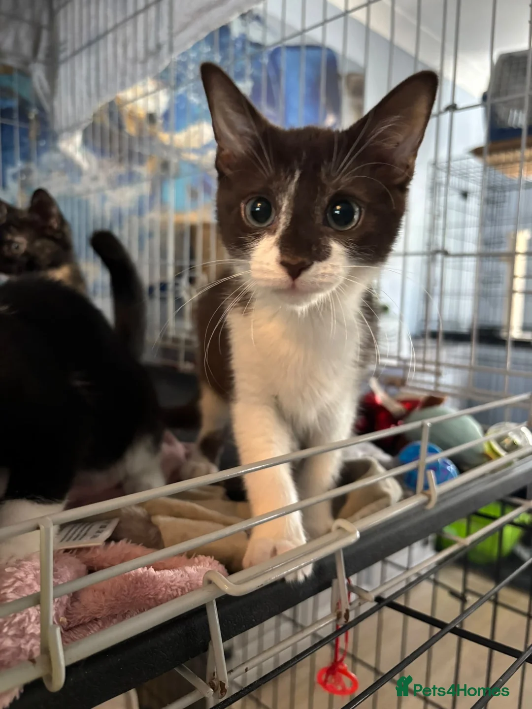 Domestic Shorthair cats for adoption: Adorable Kittens - Adopt Cats in Crisis East Ldn - Advert 1