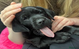 Labrador Retriever dogs for sale: Milromali labradors.Bred for health & temperament  - Image 3