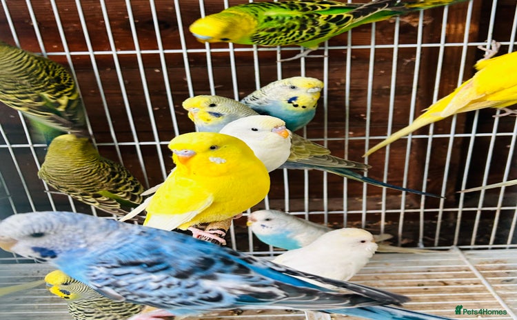 Budgerigars birds - Advert 10