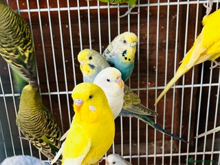 Budgerigars birds Various colour/ages budgies for sale - Advert 14