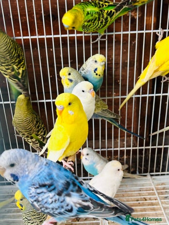 Budgerigars birds - Advert 10