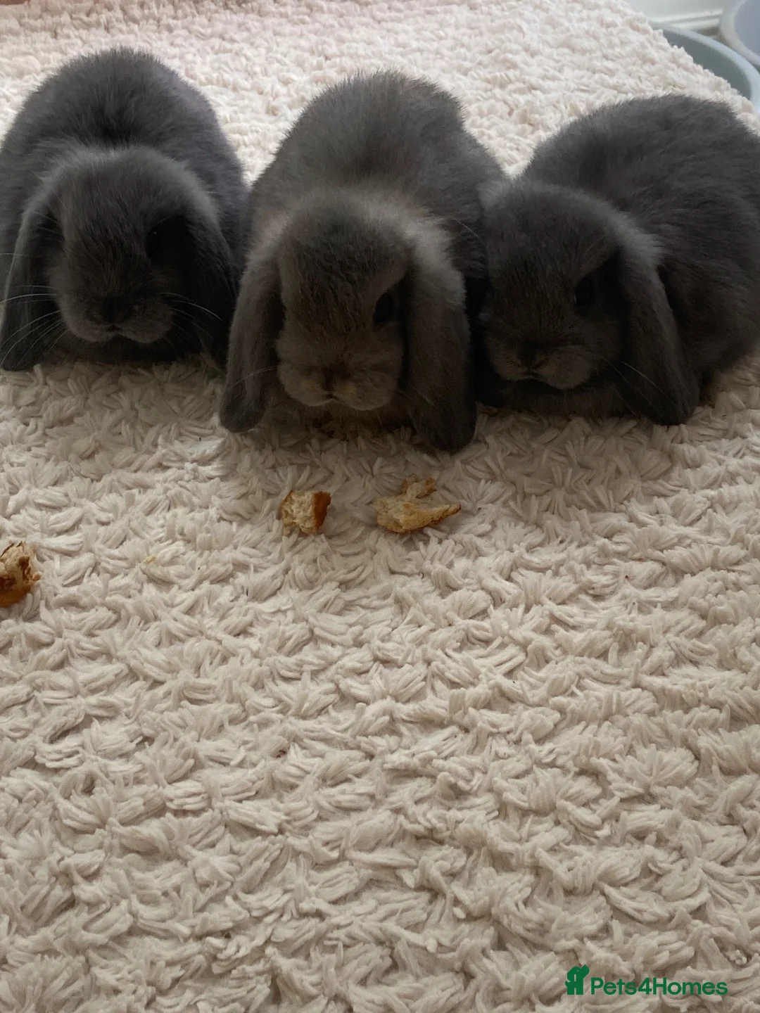 Mini Lop rabbits for sale: Pure bred mini lops  - Advert 6