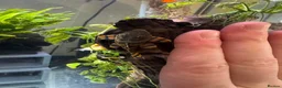 Plecos fish for sale: L397 for pick up only South Shields  in South Shields - Advert 3