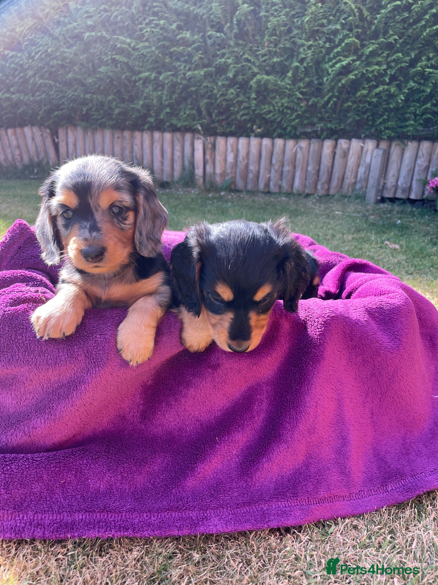 Miniature Dachshund dogs Miniature long haired dachshunds - Advert 1