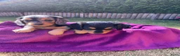 Miniature Dachshund dogs for sale: Miniature long haired dachshunds - Advert 1