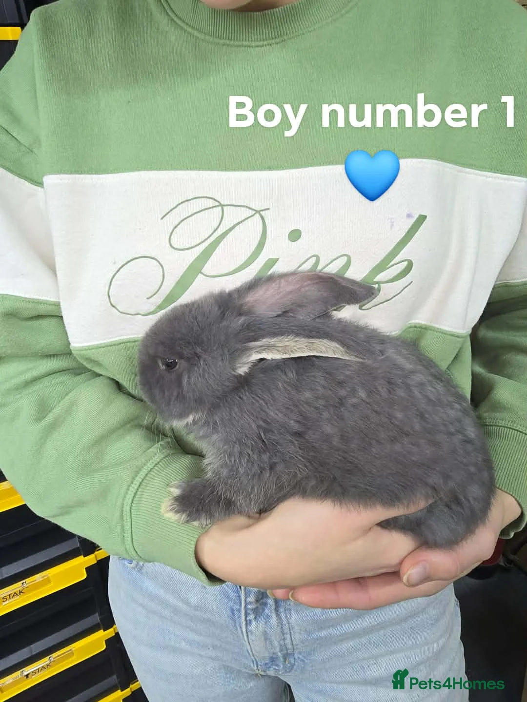 French Lop rabbits for sale: French lop bunnies  - Advert 18