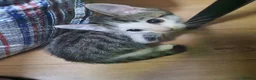 Mixed Breed cats for sale: Beautiful kittens ready for their forever homes - Advert 10