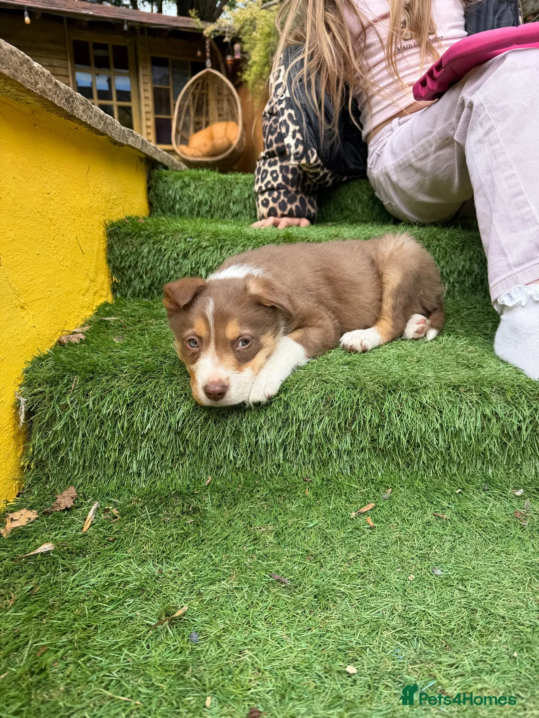 Border Collie dogs for sale: Border Collie  in Derby - Advert 6