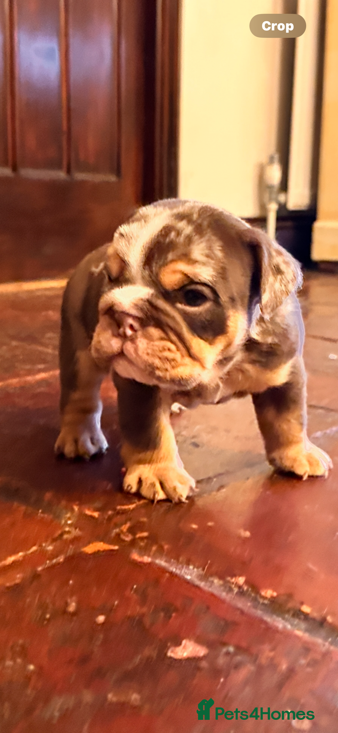 English Bulldog dogs for sale: English bulldogs  - Advert 7