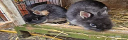 Mixed Breed rabbits for sale: Small, cute, soft, friendly bonded bunny brothers  - Advert 14