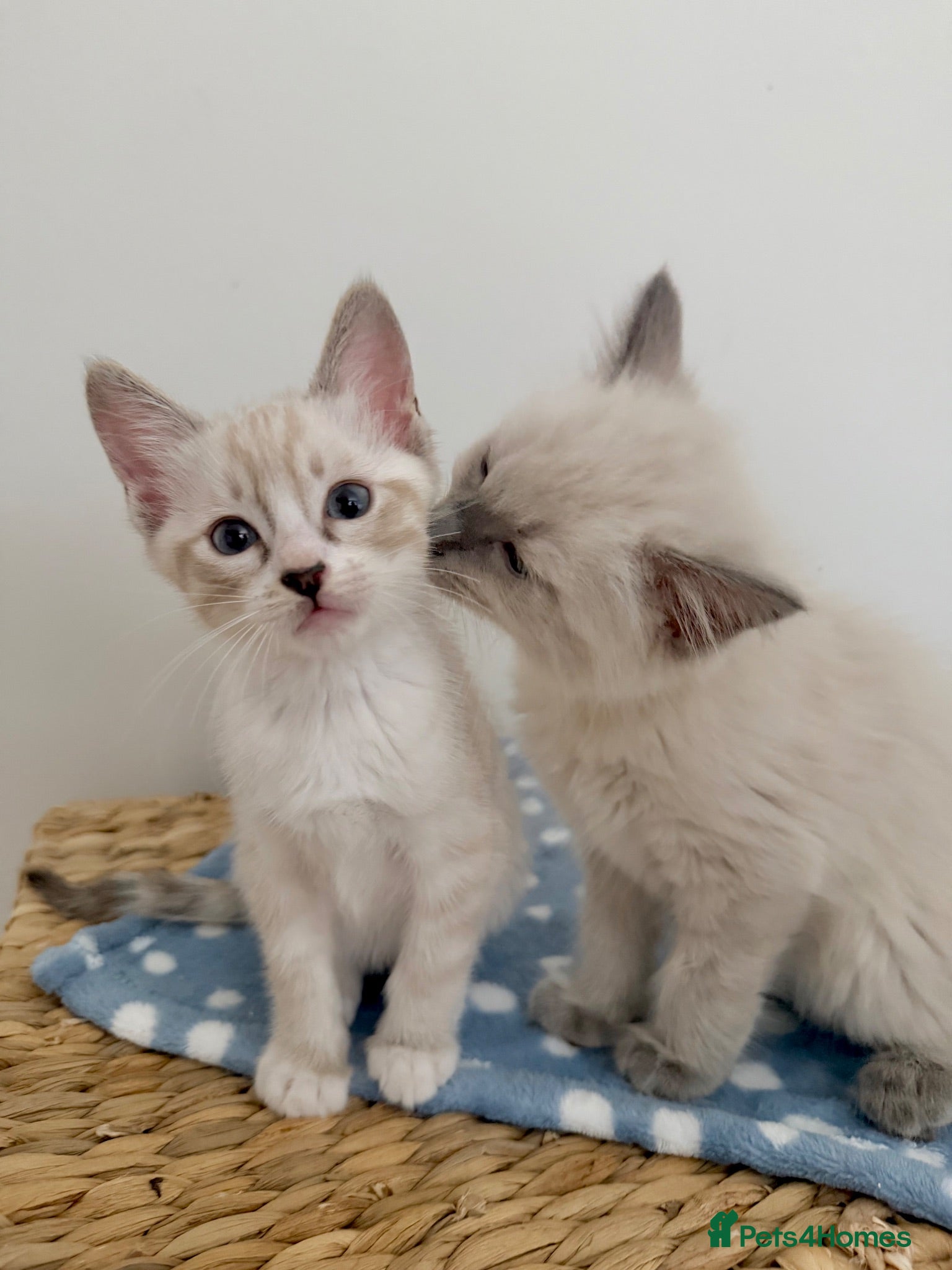 Ragdoll cats £850 for pair - Beautiful Bonded Ragdoll Kittens  - Advert 12