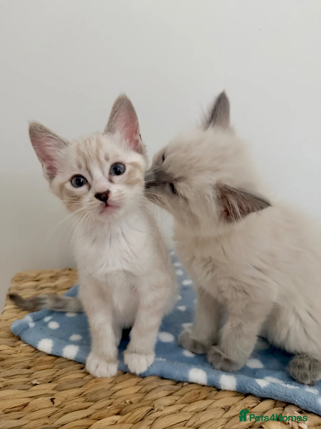 Ragdoll cats for sale: £850 for pair - Beautiful Bonded Ragdoll Kittens  - Advert 1