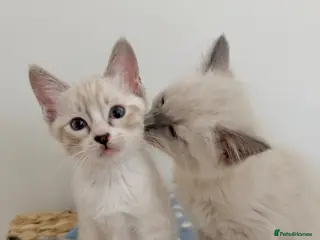 Ragdoll cats £850 for pair - Beautiful Bonded Ragdoll Kittens - Advert 12